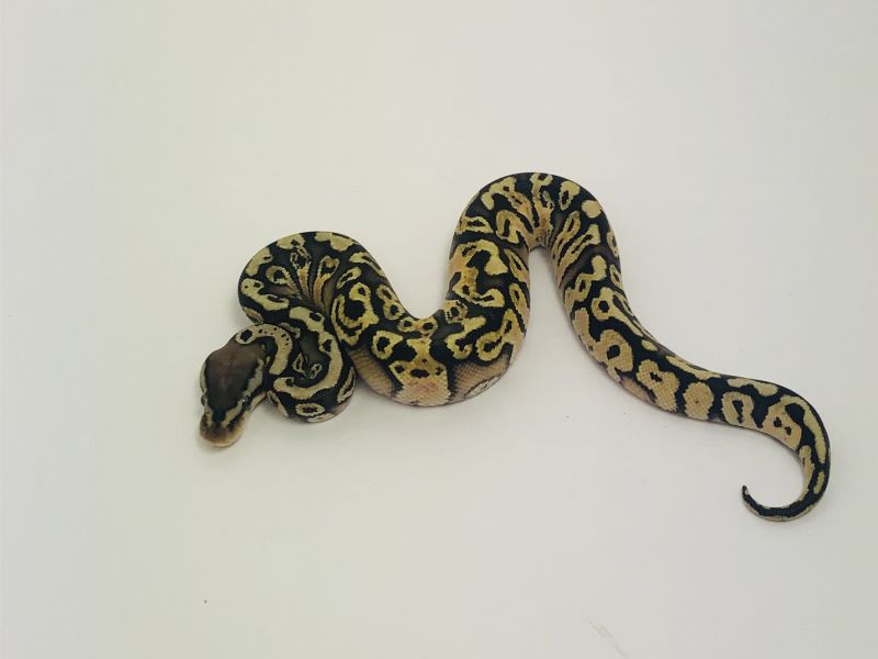 Image of Pastel Hidden Gene Woma Hypo Het Pied