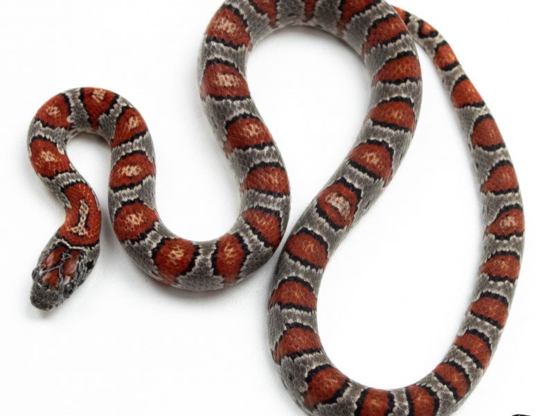 Image of Mex Mex Kingsnake 