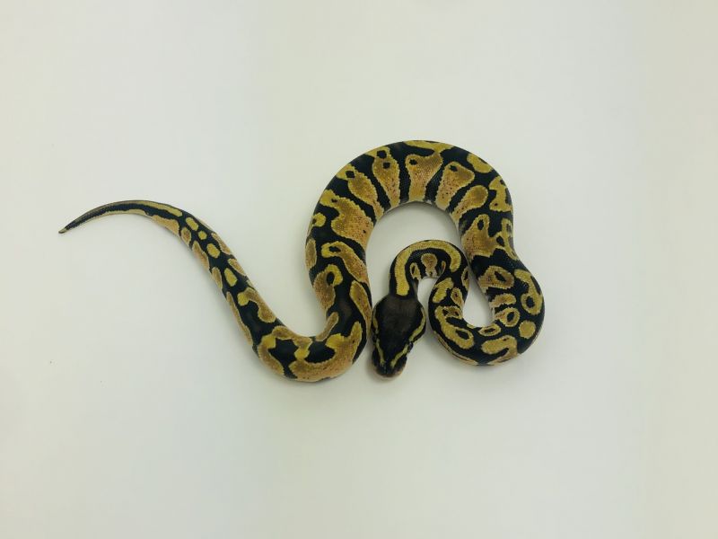 Image of Pastel Het Hypo Het Pied