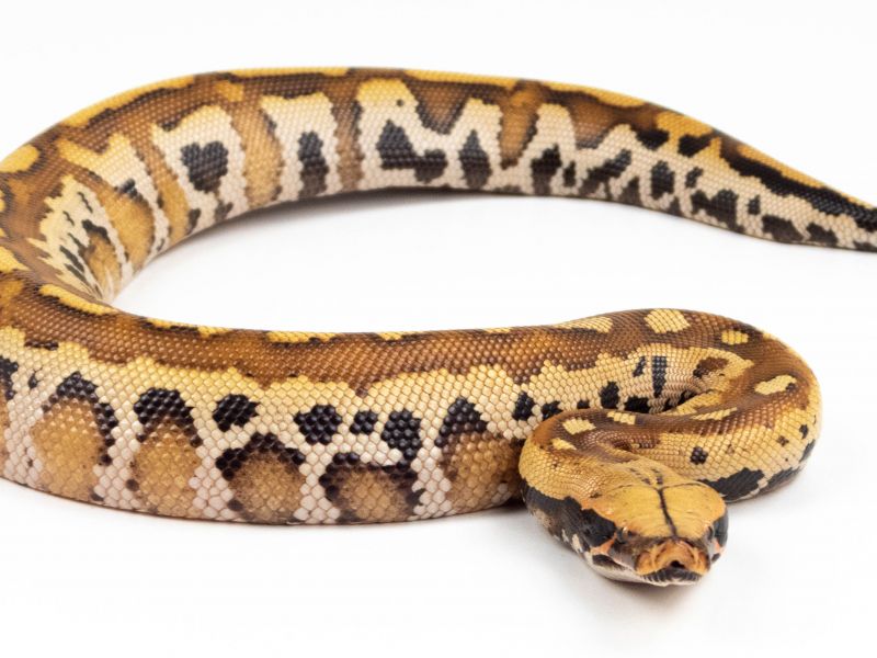 Image of Blood Python