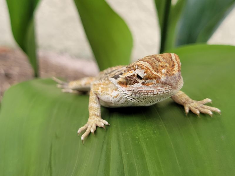 Image of Big Baby Bearded Dragon Het Trans