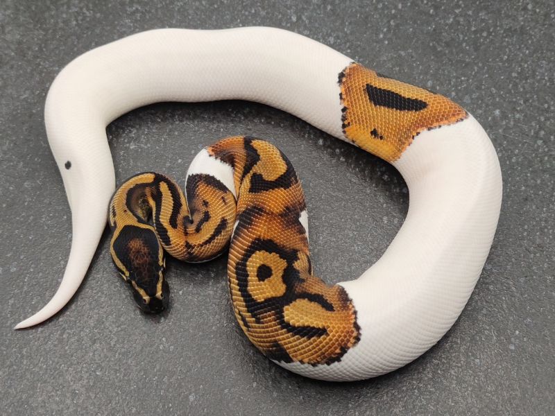 Image of Orange dream pied