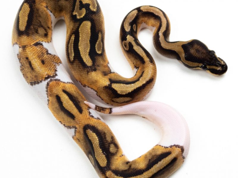 Image of Pied Ball Python 