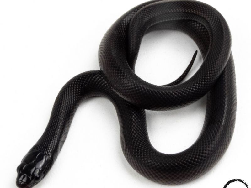 Image of Mexican Black Kingsnake