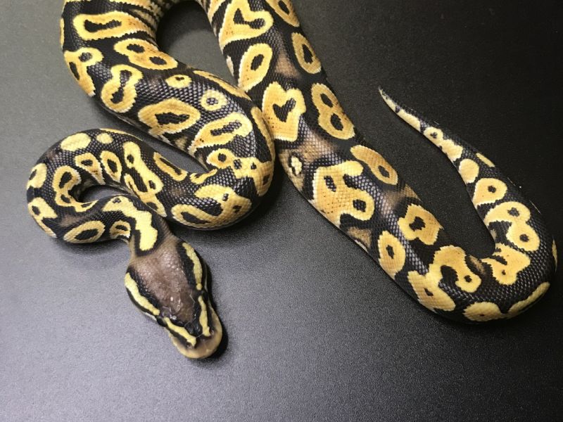 Image of Pastel Lace Het Clown