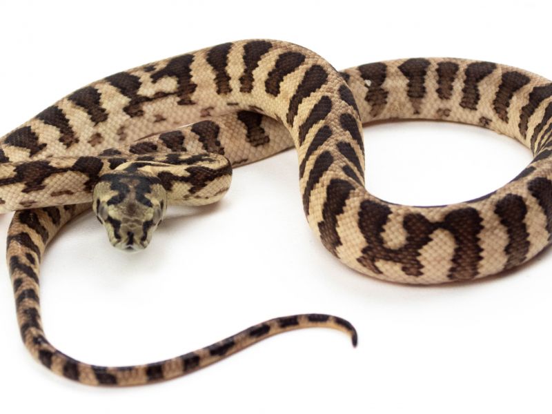 Image of 2023 Carpet Python