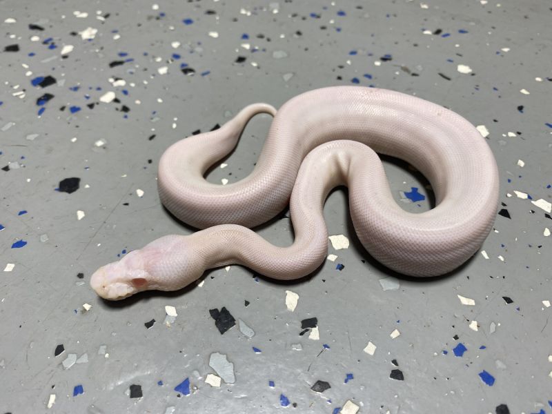 Image of Female Super Cinnamon Albino 9.8.21