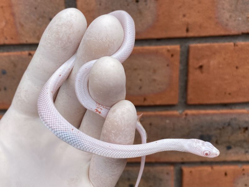 Image of Albino Palmetto 66% Poss Het Charcoal /Anery /Diffused