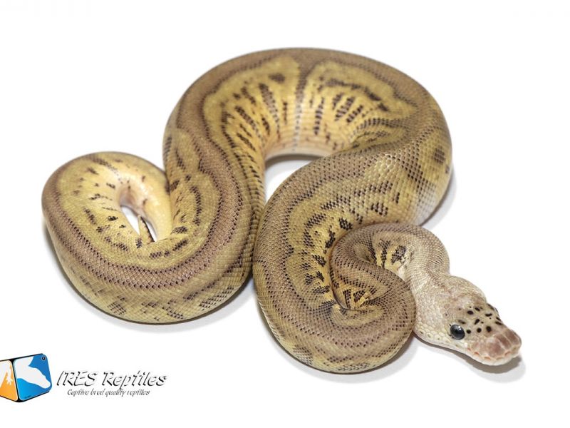 Image of Pastel Leopard Hidden Gene Woma Clown