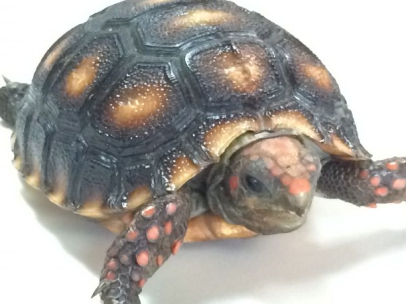 Image of Cherry Head Red Footed Tortoise