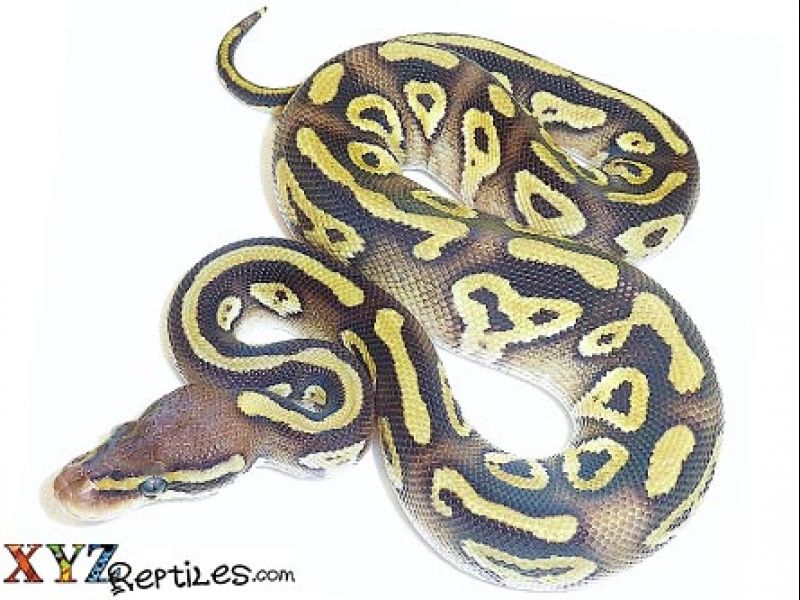 Image of Baby Pastave Ball Python