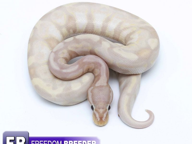 Image of Pastel Super Coral Glow Poss Yellowbelly