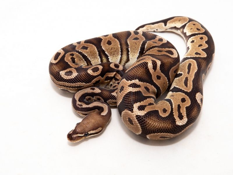 Image of Cinnamon Vanilla Scaleless Head