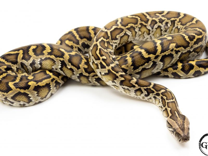 Image of Burmese Python 