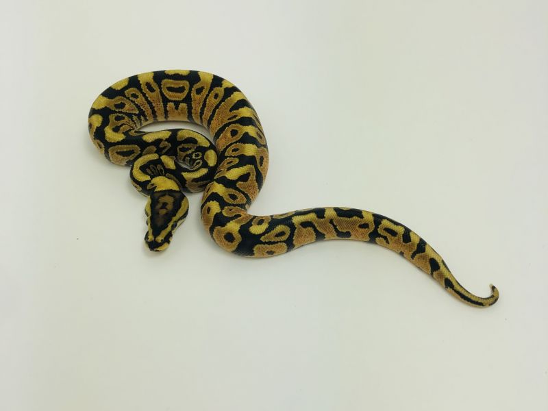 Image of Enchi Spotnose Het Clown