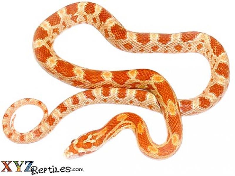 Image of Albino Corn Snake