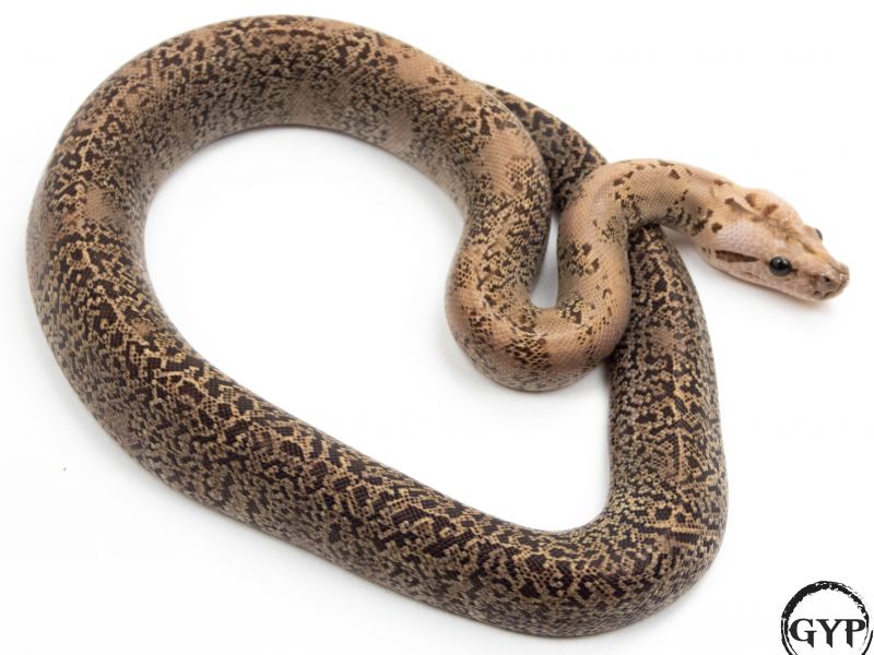 Image of Granite Burmese Python