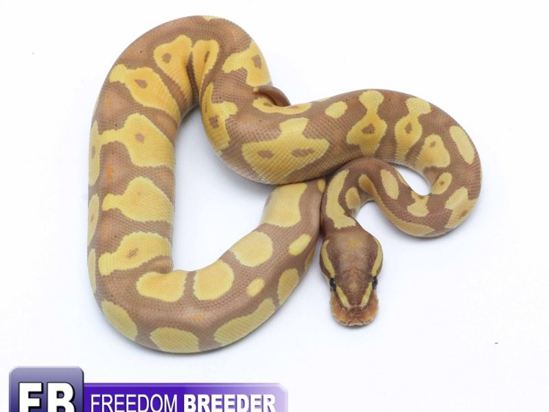 Image of Coral Glow Blackhead Poss. Enchi Poss. Het Red Axanthic