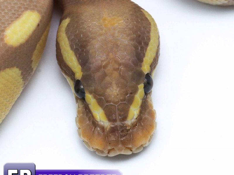 Image of Coral Glow Blackhead Poss. Enchi Poss. Het Red Axanthic